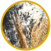 Consulter les farines de blé froment