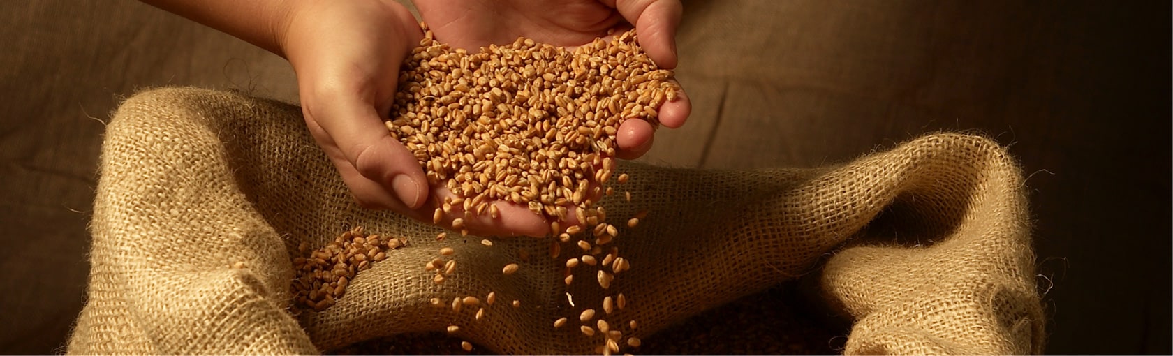 L'analyse du blé et de la farine