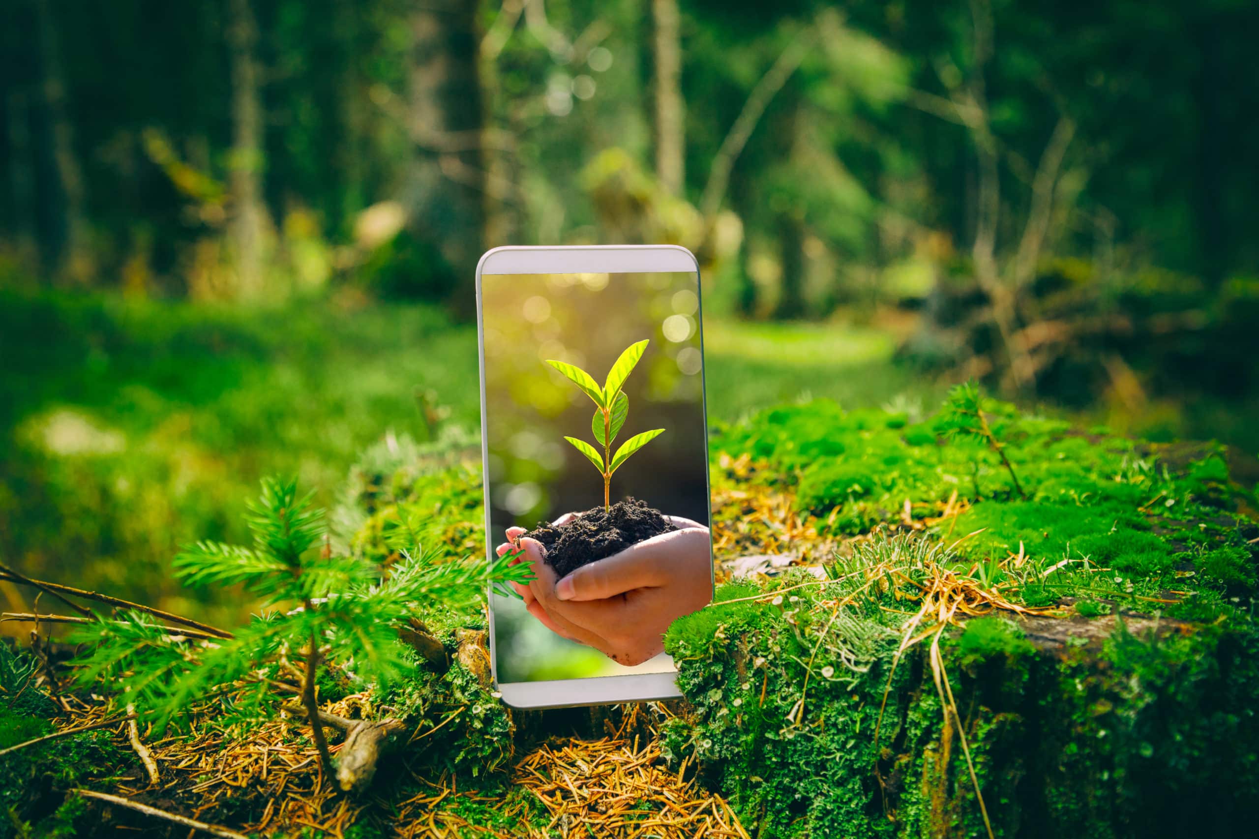 Smartphone avec un fond d'écran nature posé au sol dans une forêt ombragée