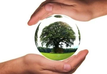 arbre dans une boule entre 2 mains