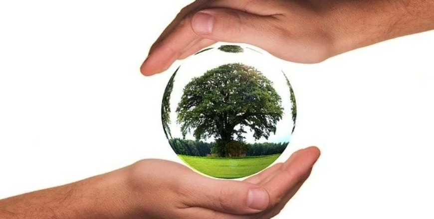 arbre dans une boule entre 2 mains